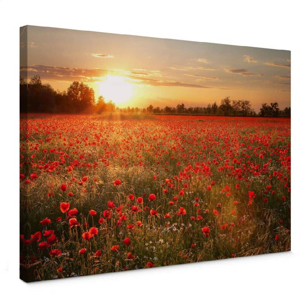 Kaeppel Leinwandbild Mohnfeld im Sonnenuntergang