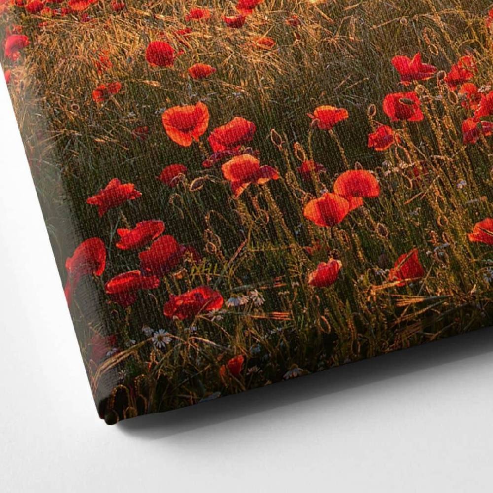 Kaeppel Leinwandbild Mohnfeld im Sonnenuntergang Blitzangebot