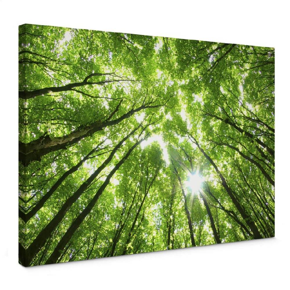 Kaeppel Leinwandbild Baumkronen im Wald