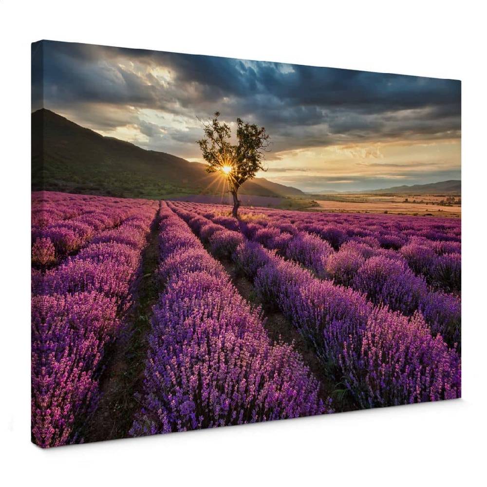 Kaeppel Leinwandbild Lavendelblüte in der Provence