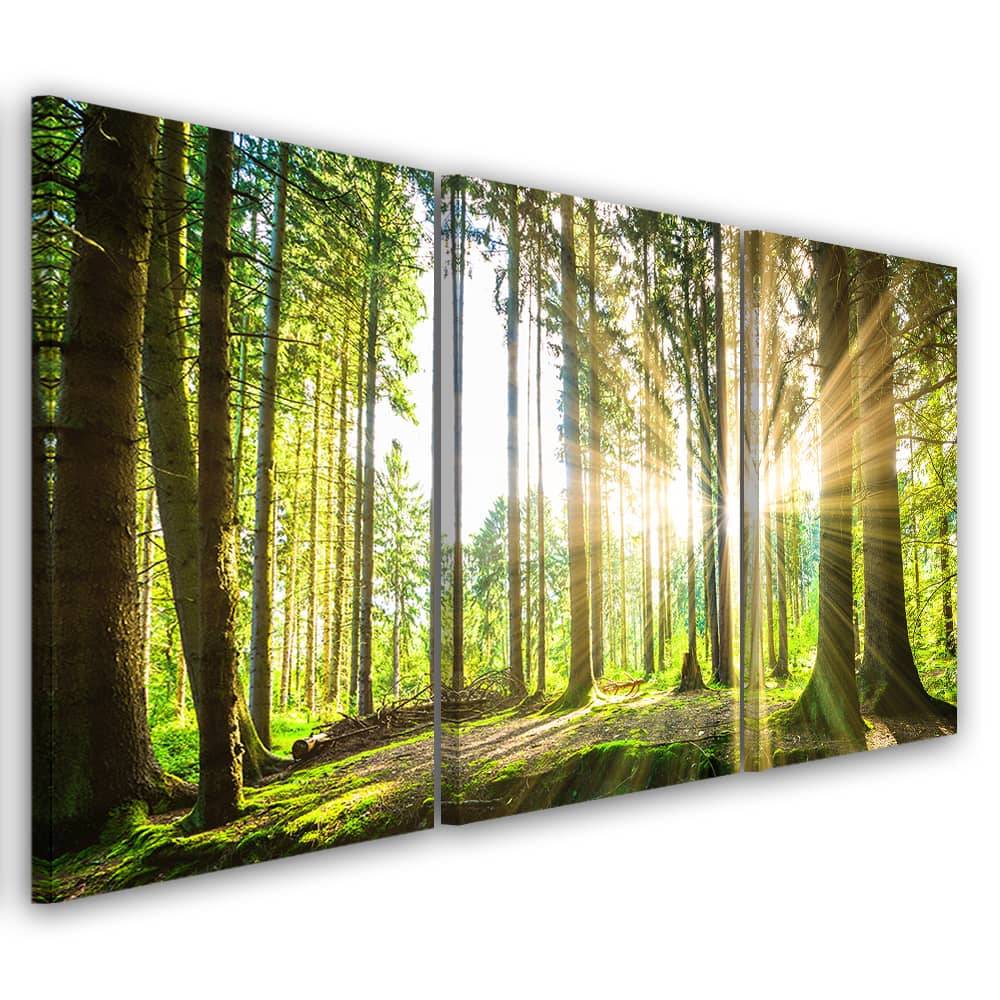 Kaeppel Leinwandbild 3-teilig, Wald Bäume Natur