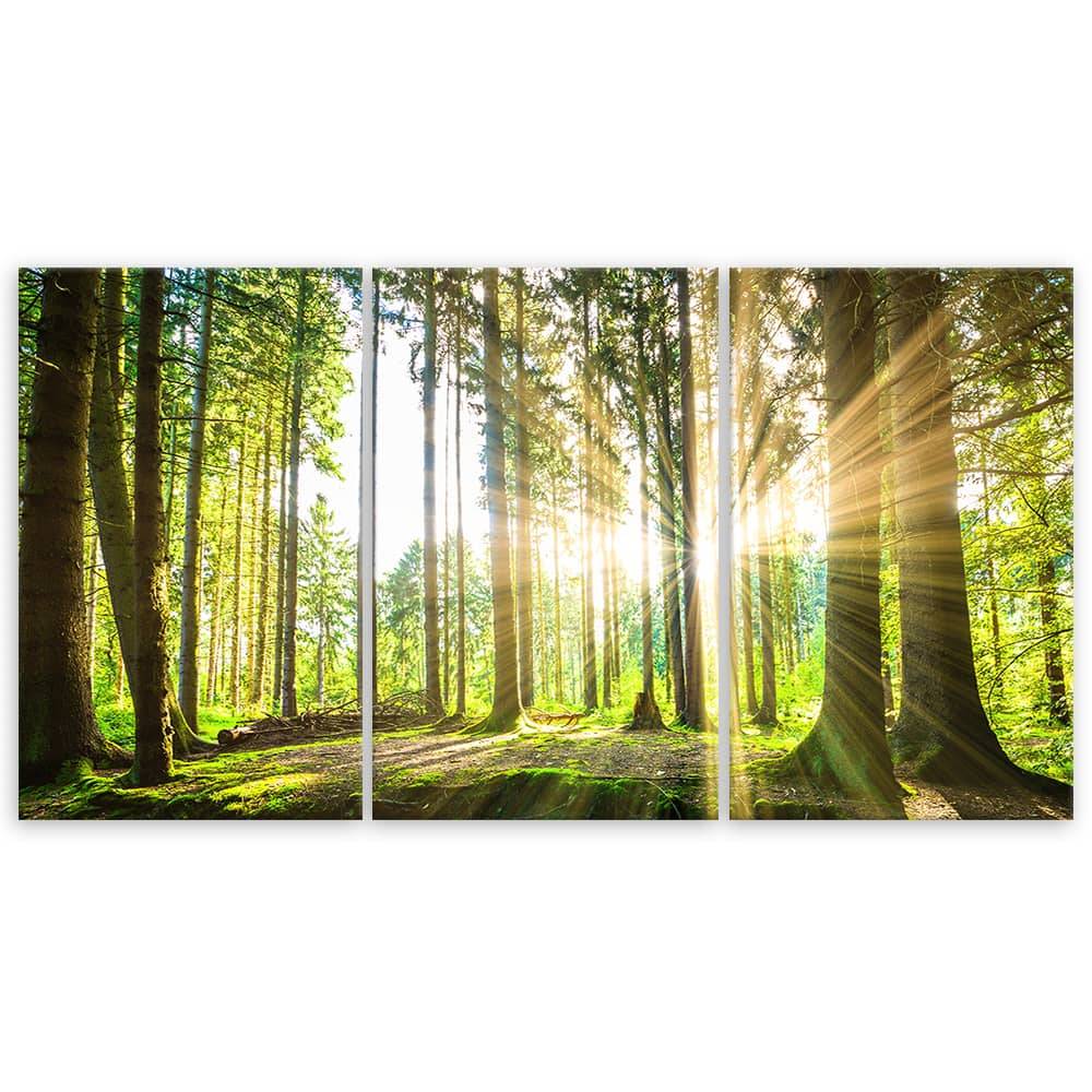 Kaeppel Leinwandbild 3-teilig, Wald Bäume Natur Im Verkauf