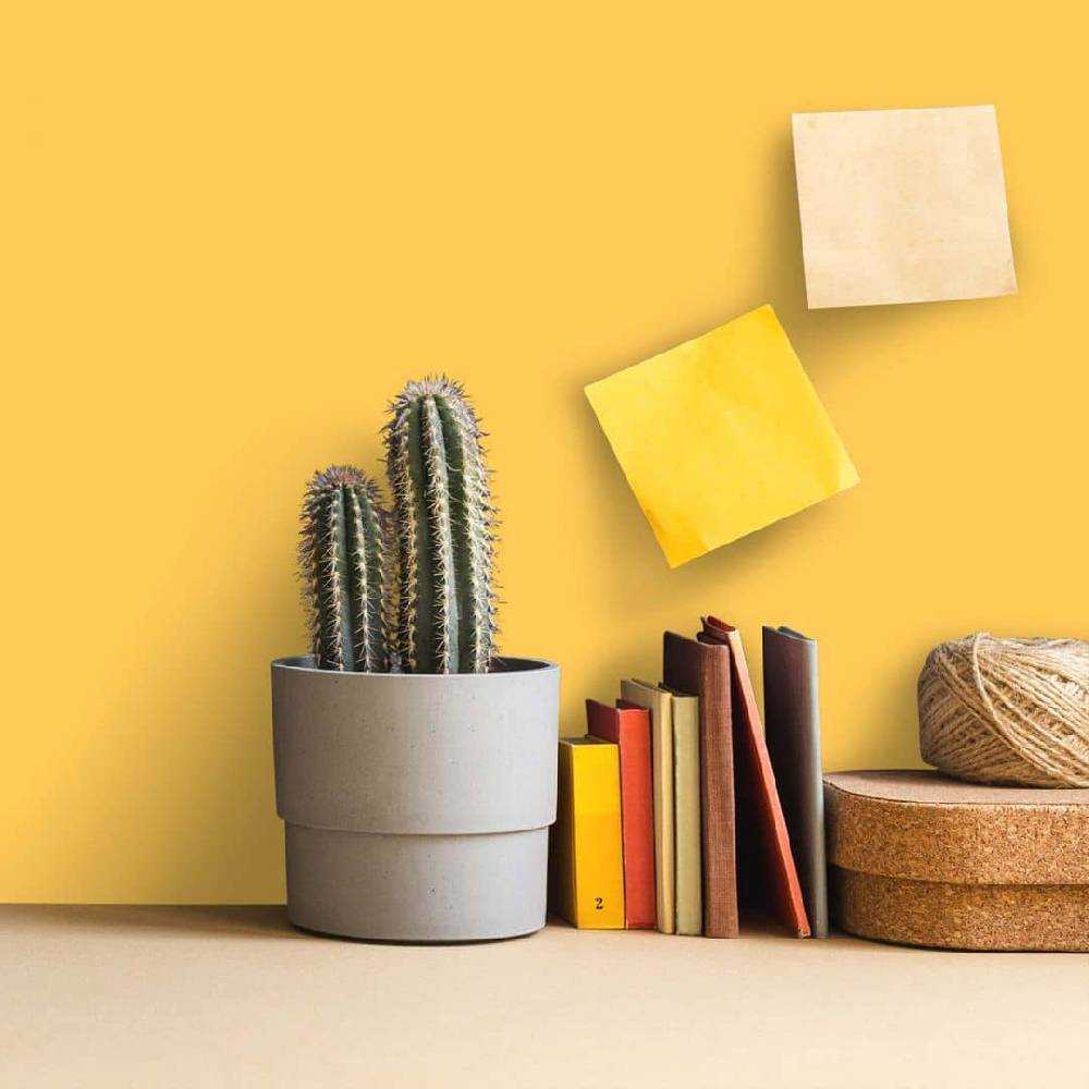 Kaeppel Gelb Wandfarbe seidenmatt I Mighty Mango | belebende Wirkung | THE COLOR KITCHEN Nur noch ein Tag übrig