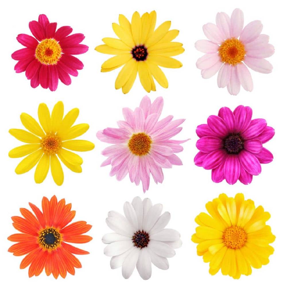 Kaeppel Wandtattoo Blüten-Set Valentinstagsangebot