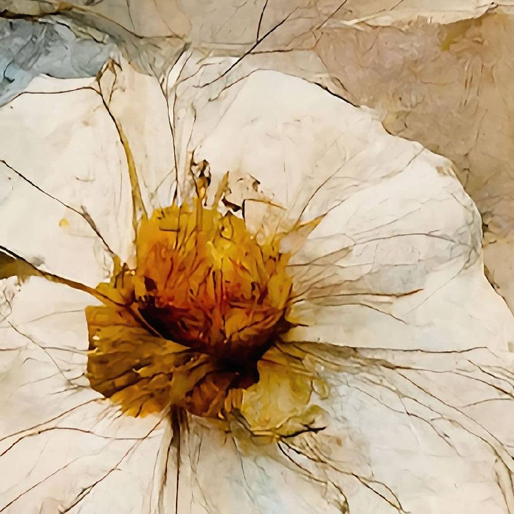 Kaeppel Fototapete Bouquet aus Trockenblumen - Blumentapete - Treechild Speichern exportieren