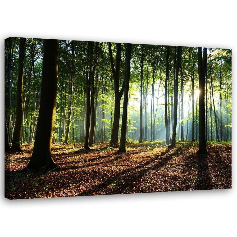 Kaeppel Leinwandbild, Wald bei Sonnenaufgang