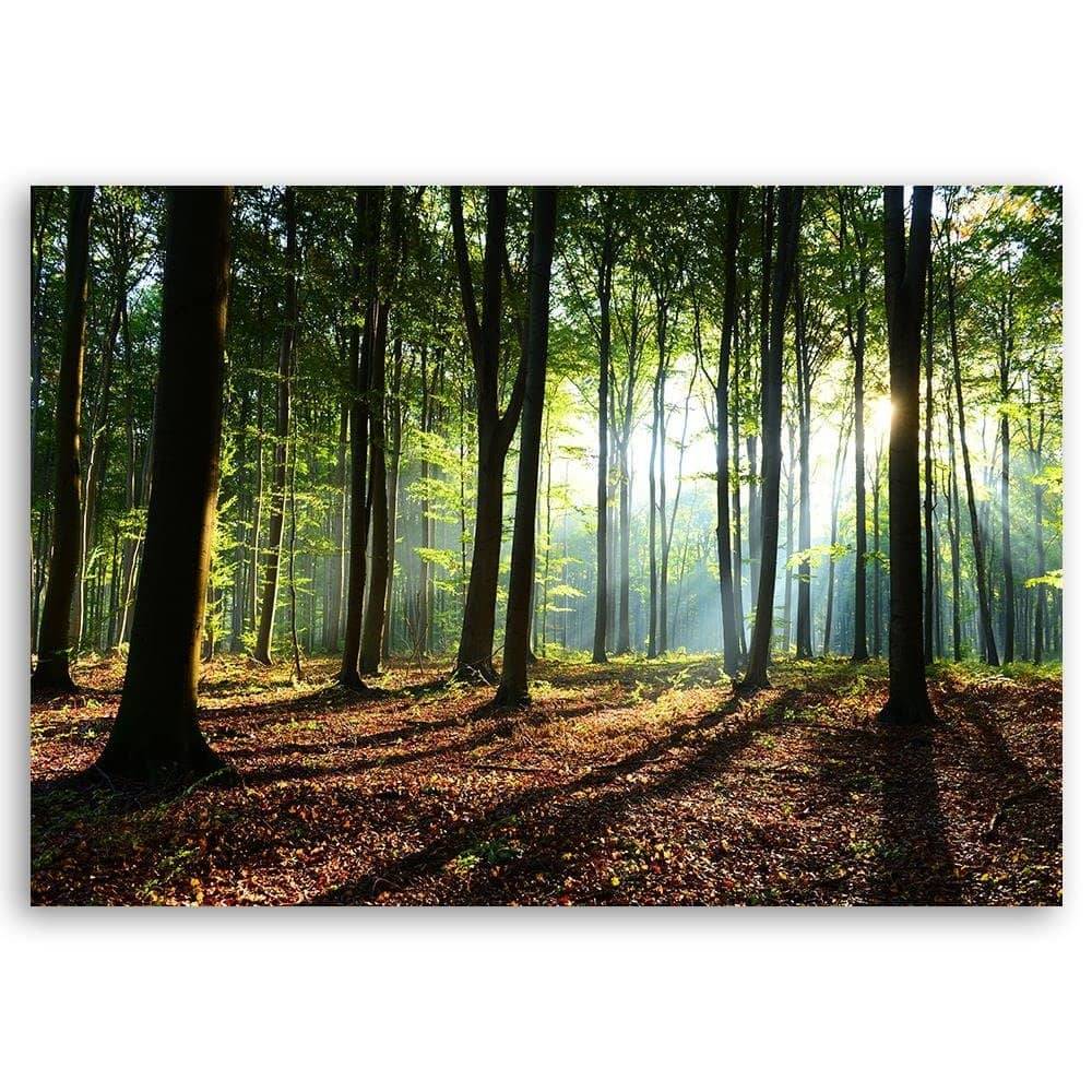 Kaeppel Leinwandbild, Wald bei Sonnenaufgang 50% Rabatt für begrenzte Zeit