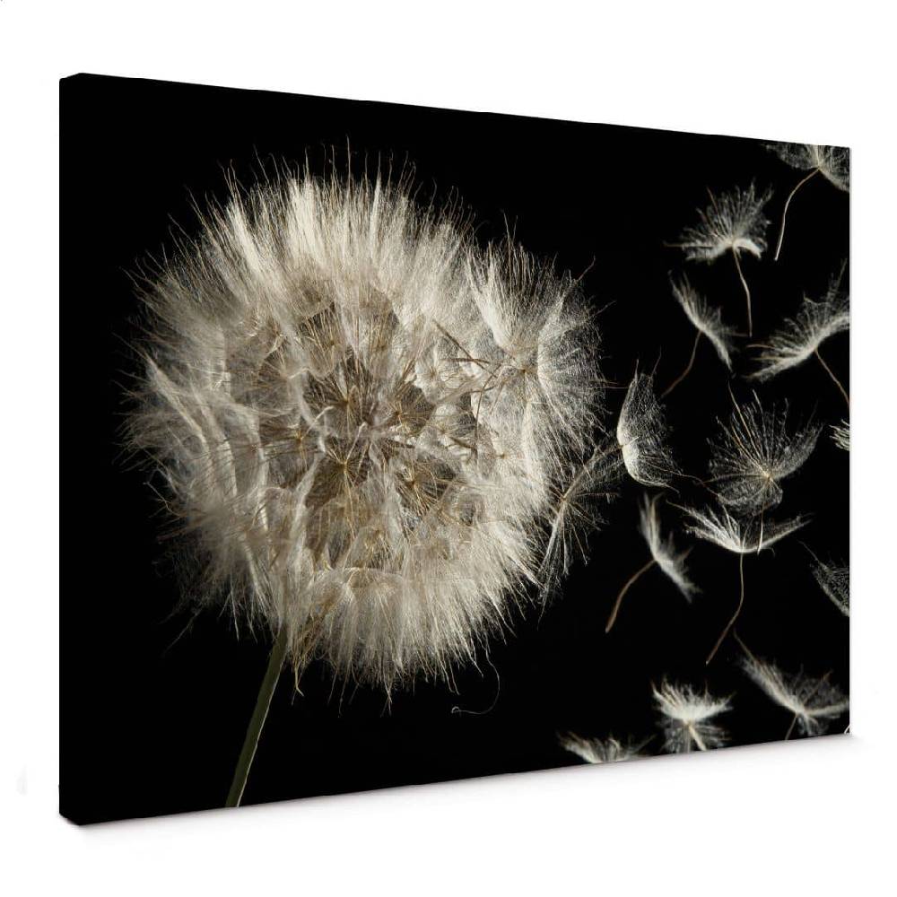 Kaeppel Leinwandbild Pusteblume