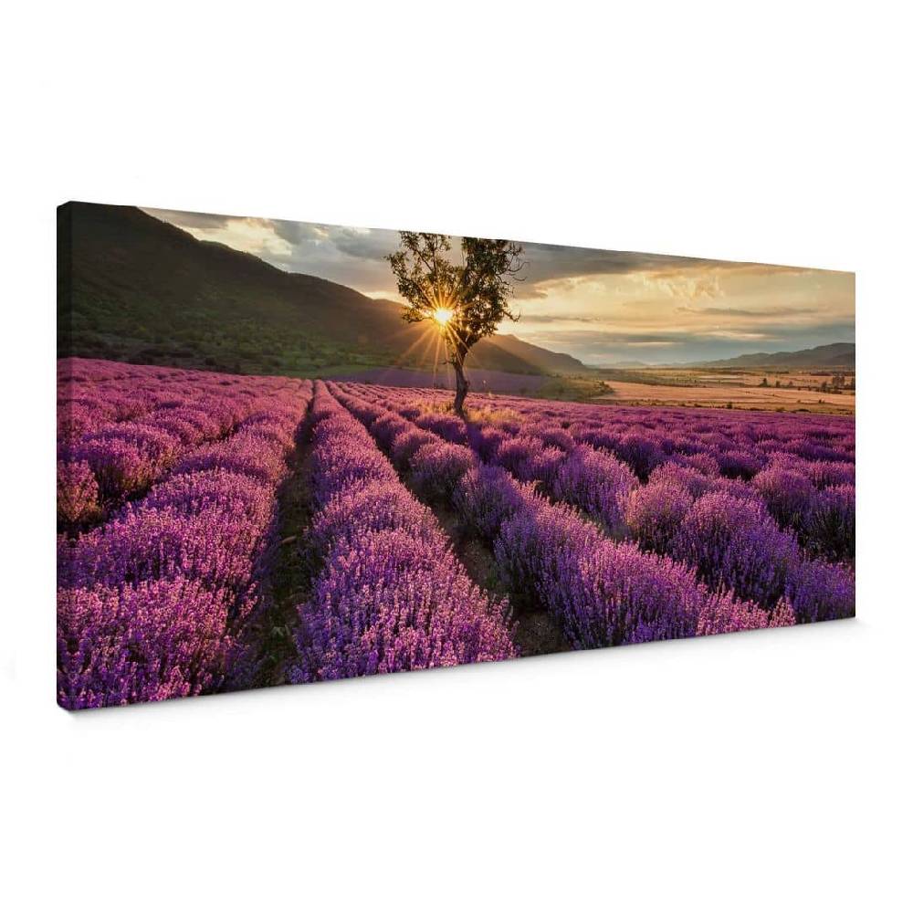Kaeppel Leinwandbild Lavendelblüte in der Provence - Panorama 01 VIP-Rabatte