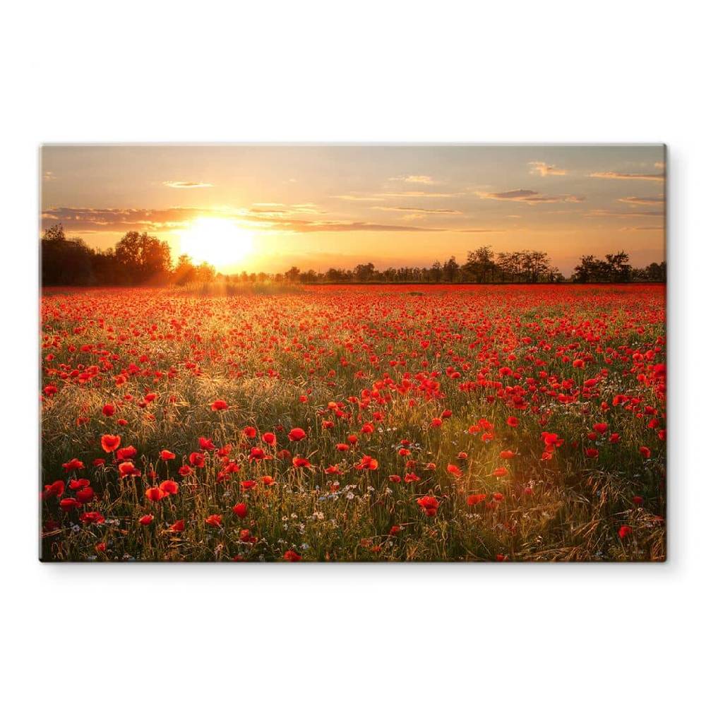 Kaeppel Spritzschutz Mohnfeld im Sonnenuntergang Begrenzte Freigabe