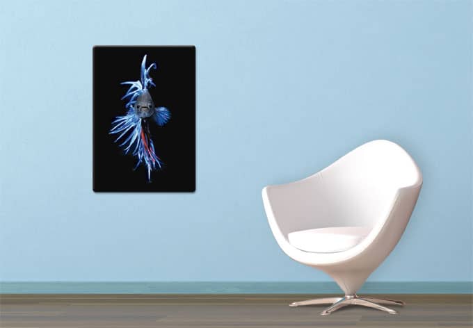 Kaeppel Glasbild Glowfish 1 Osterangebot