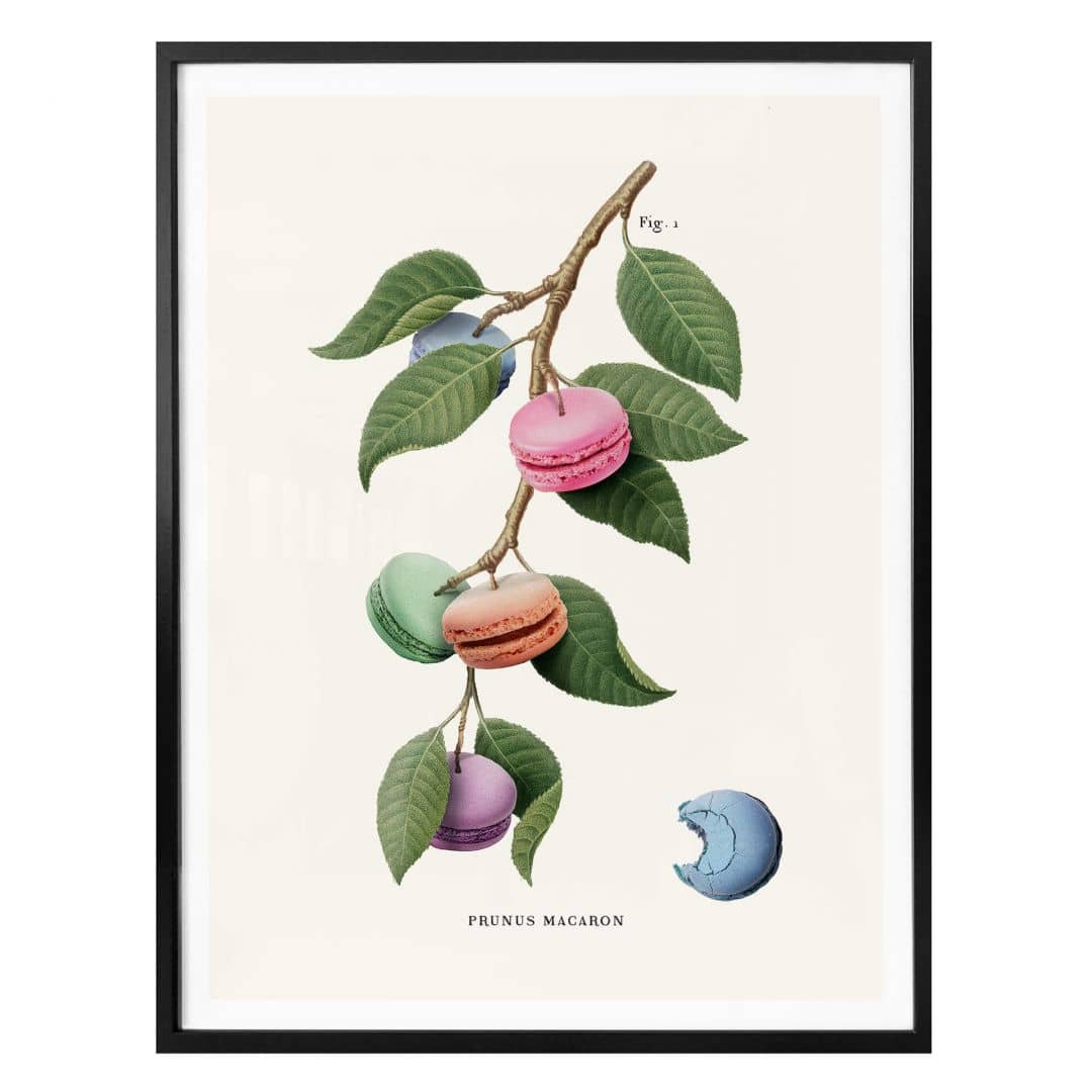 Kaeppel Poster Loose - Macaron Pflanze Begrenzte Freigabe