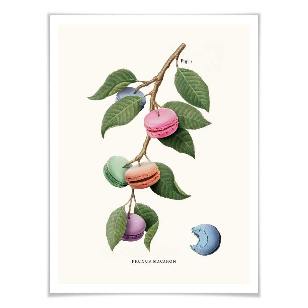 Kaeppel Poster Loose - Macaron Pflanze Begrenzte Freigabe
