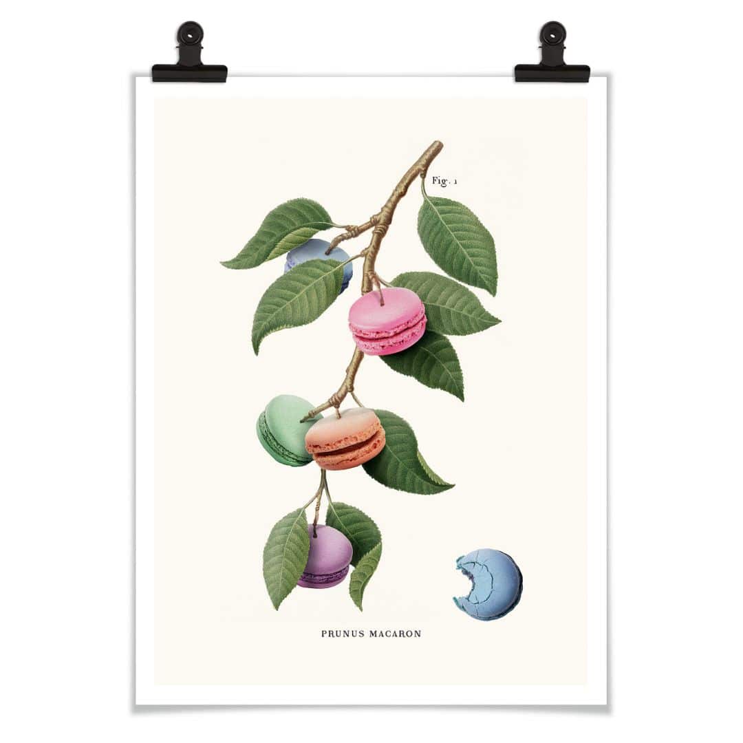 Kaeppel Poster Loose - Macaron Pflanze Begrenzte Freigabe