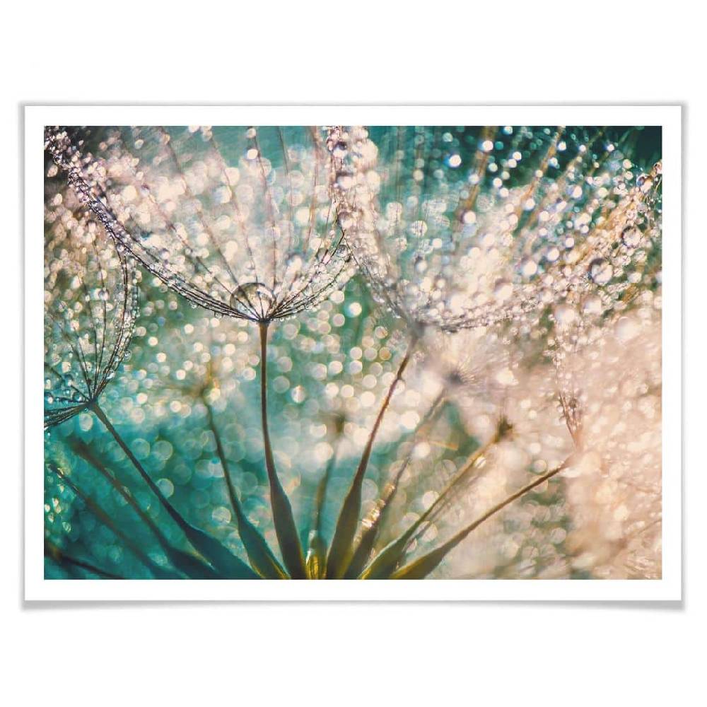 Kaeppel Poster Delgado - Funkelnde Pusteblume Letzte 2 Tage