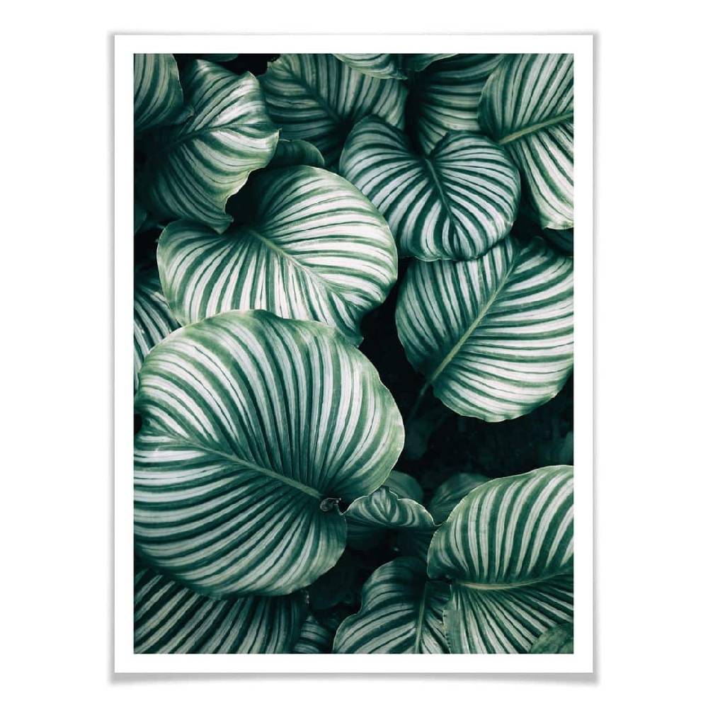 Kaeppel Poster - Urban Jungle - Calathea Orbifolia 50% Rabatt mit kostenlosem Versand