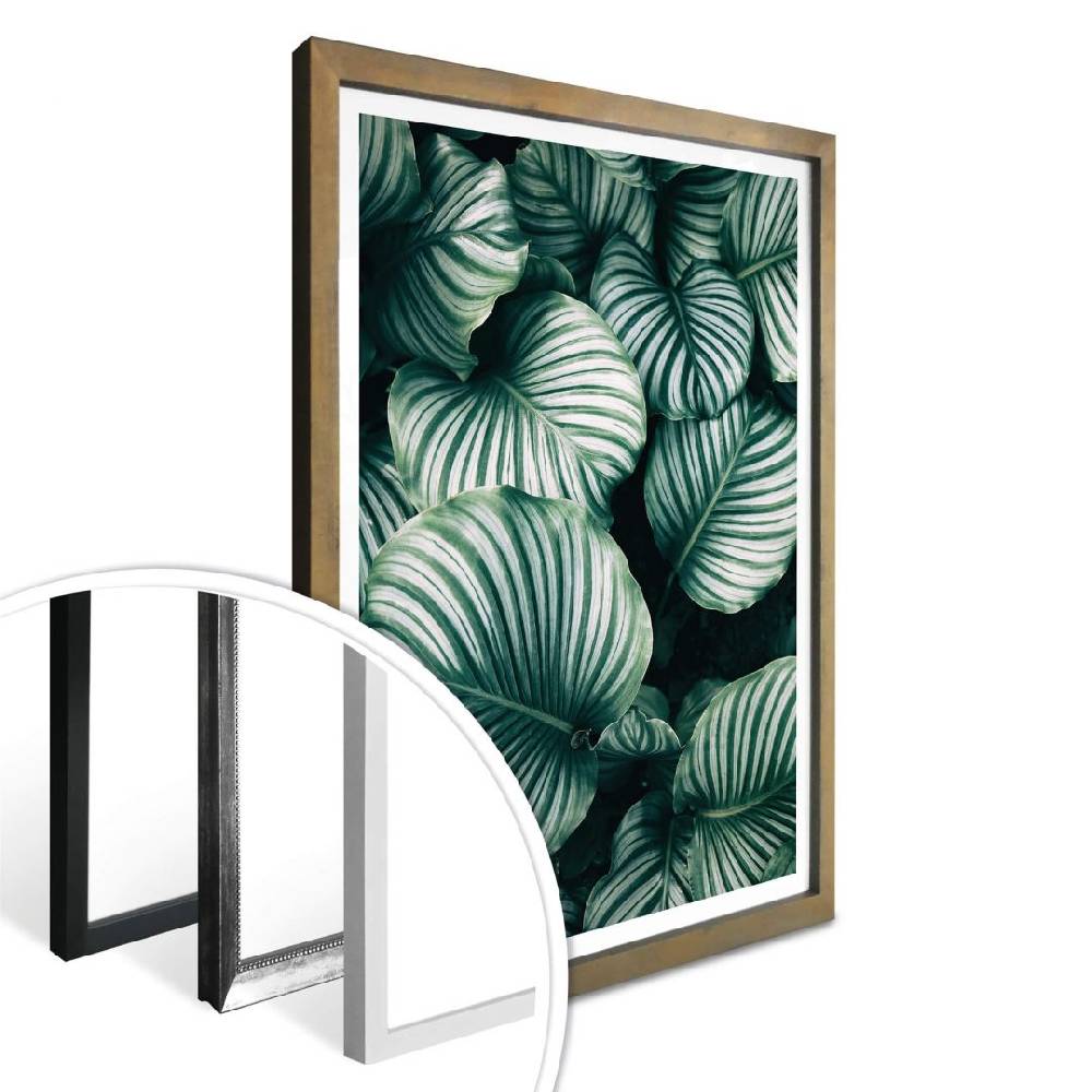 Kaeppel Poster - Urban Jungle - Calathea Orbifolia 50% Rabatt mit kostenlosem Versand