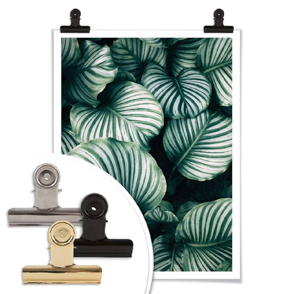 Kaeppel Poster - Urban Jungle - Calathea Orbifolia 50% Rabatt mit kostenlosem Versand