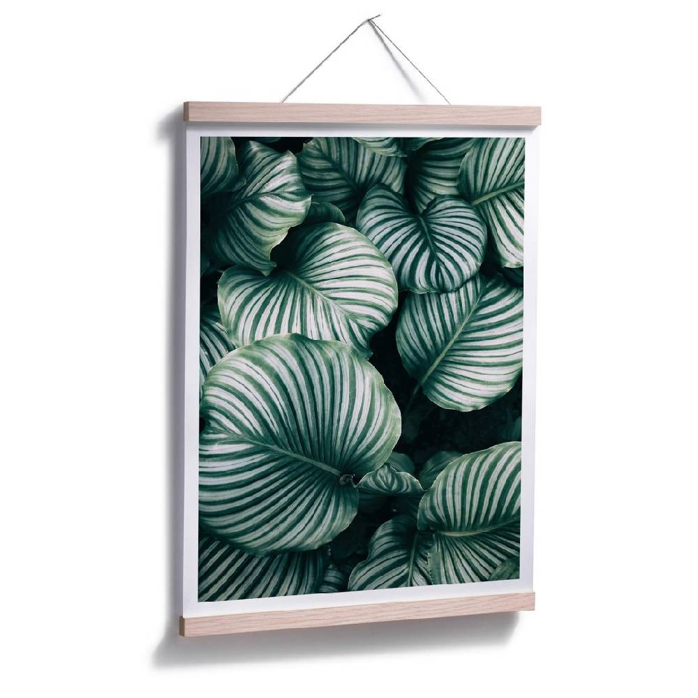 Kaeppel Poster - Urban Jungle - Calathea Orbifolia 50% Rabatt mit kostenlosem Versand