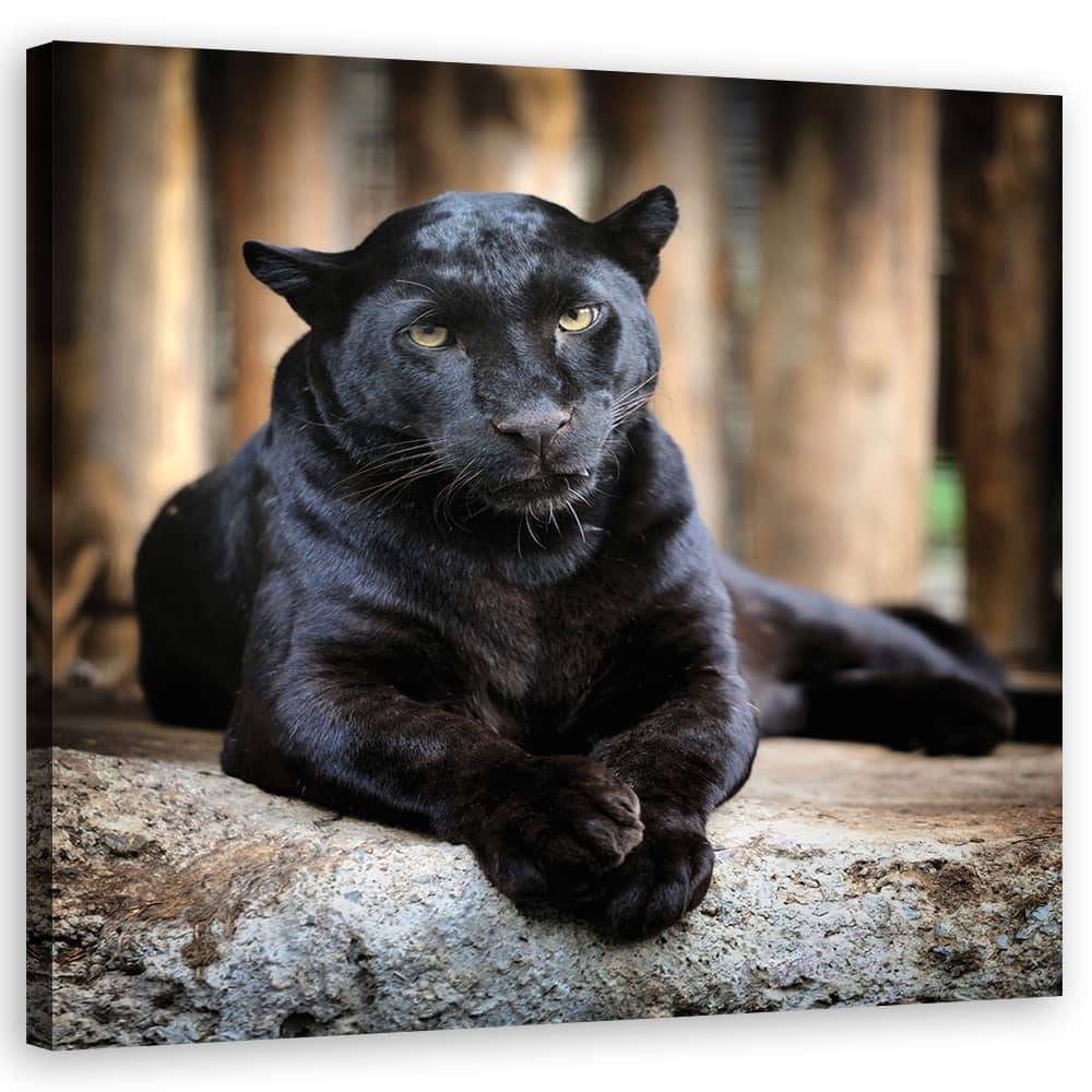 Kaeppel Leinwandbild, Schwarzer Panther VIP-Rabatte