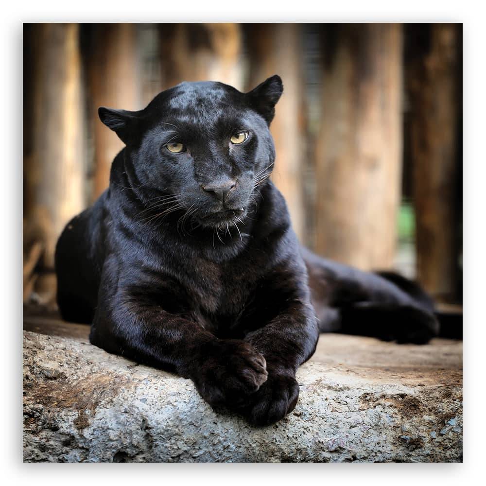 Kaeppel Leinwandbild, Schwarzer Panther VIP-Rabatte
