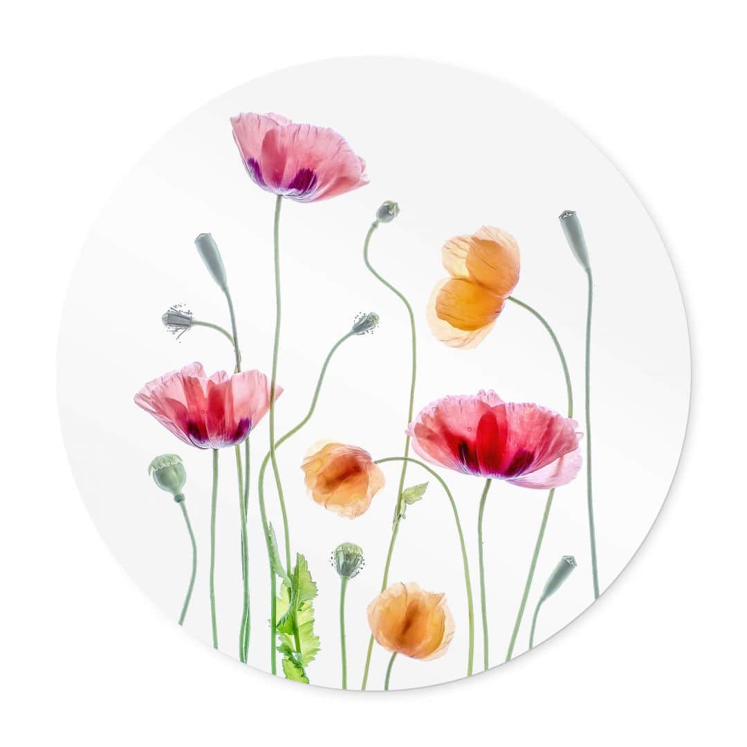 Kaeppel Poster Bunte Mohnblumen Rund - Disher Angebote