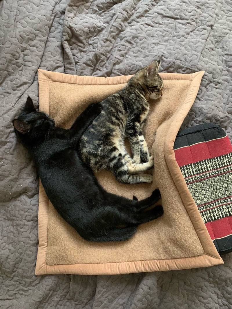 Ritter Decken Pet-Deluxe Katzendecke Preisnachlass